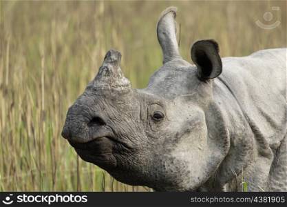 Indian rhino closeup