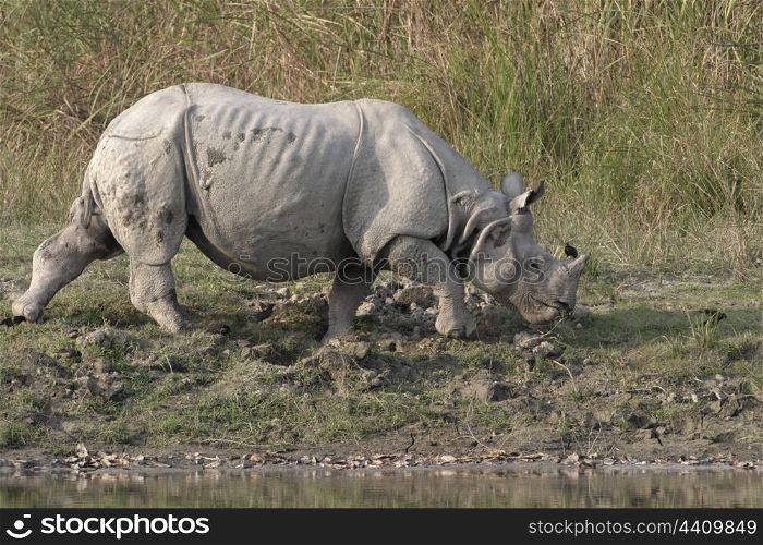 Indian rhino feeding