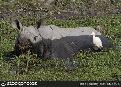 Indian rhino feeding in overgrown pond