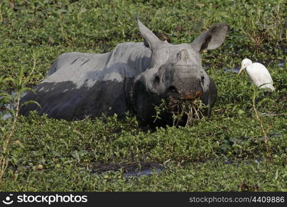 Indian Rhino feeding in swamp