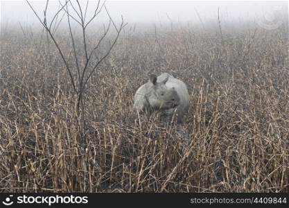 Indian rhino in burnt grass land