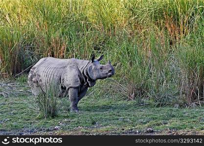 Indian rhino in grassland in Kaziranga NP