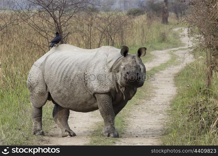 Indian rhino on road