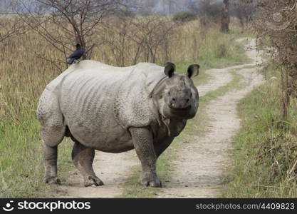 Indian rhino on road