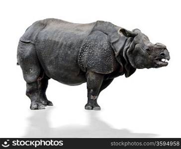 Indian Rhinoceros On White Background
