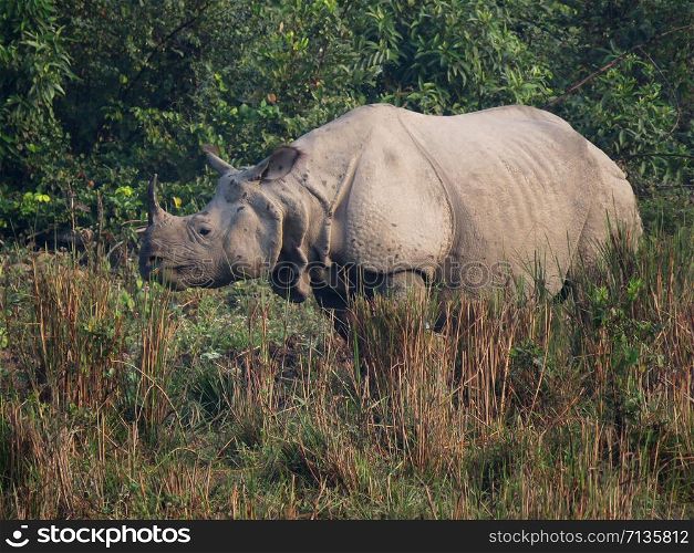 Indian Rhinoceros, Rhinoceros unicornis, Kaziranga National Park, Assam, India