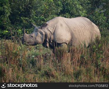 Indian Rhinoceros, Rhinoceros unicornis, Kaziranga National Park, Assam, India