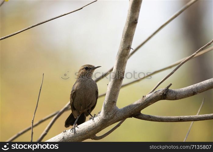 Indian robin, female, Axicoloides fulicatus, Amaravati, Maharashtra, India