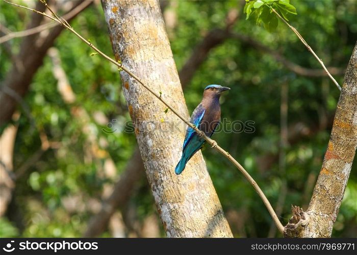 Indian roller (Coracias benghalensis) bird in nature