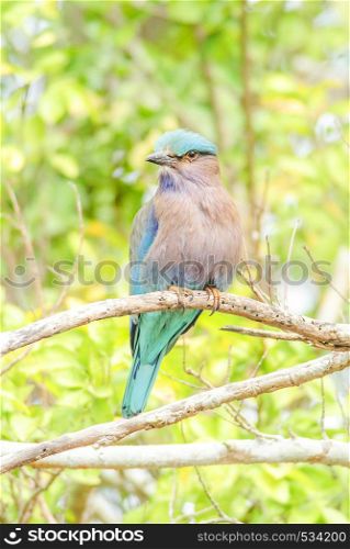 Indian Roller (Coracias benghalensis) on the branch. They are found widely across tropical Asia. Indian Roller bird