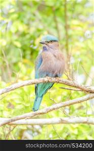Indian Roller (Coracias benghalensis) on the branch. They are found widely across tropical Asia. Indian Roller bird