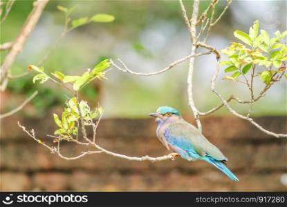 Indian Roller (Coracias benghalensis) on the branch. They are found widely across tropical Asia