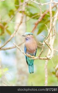 Indian Roller (Coracias benghalensis) on the branch. They are found widely across tropical Asia
