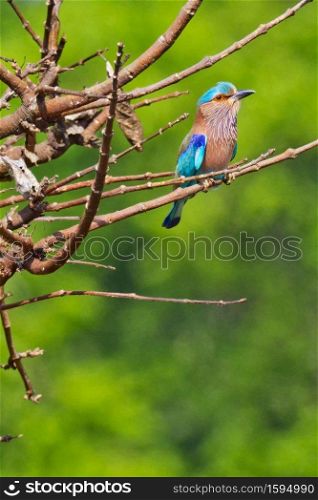 Indian Roller, Coracias benghalensis, Riverine Forest, Royal Bardia National Park, Bardiya National Park, Nepal, Asia