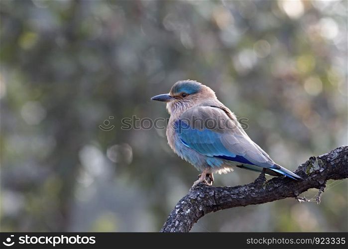 Indian Roller, Coracias benghalensis. The Indian Roller (Coracias benghalensis), was formerly locally called the Blue Jay, a misnomer. This is a common bird of warm open country with some trees. These rollers often perch prominently on trees, posts or overhead wires.