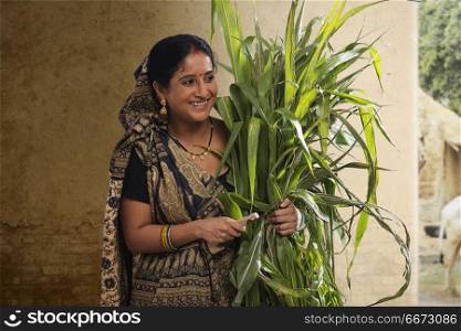 Indian rural woman holding bunch of crops and sickle