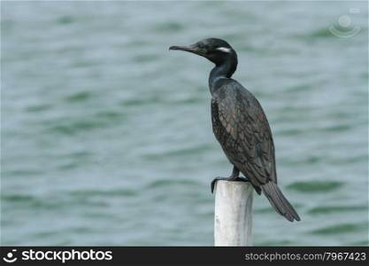 Indian shag standing in nature at Laempukbia
