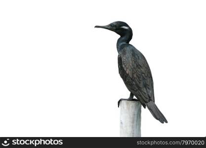Indian shag standing in nature at Laempukbia perching a branch isolate on white background