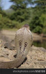 Indian Spectacled Cobra (Naja naja) Naja naja is a species of venomous snake native to the Indian subcontinent. responsible for most fatal snakebites in India. On the rear of the snake?s hood are two circular ocelli patterns connected by a curved line,