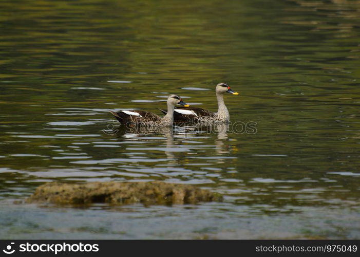 Indian Spot-billed Ducks near Sangli, Maharashtra, India