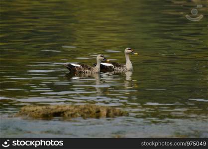 Indian Spot-billed Ducks near Sangli, Maharashtra, India