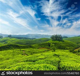 Indian tea concept background - tea plantations. Munnar, Kerala, India