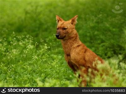 Indian wild dog or Dhole, Cuon alpinus, Nagarhole National park Karnataka, India.. Indian wild dog or Dhole, Cuon alpinus, Nagarhole National park Karnataka, India