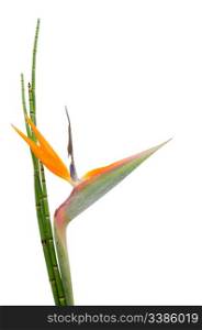 Indigenous decorative evergreen plant of a Strelitzia Reginae and reed, crane flower or bird of paradise, isolated on white background
