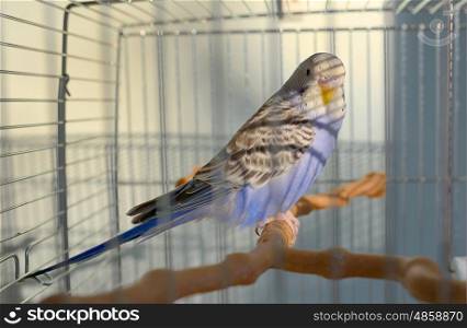 Indigo Budgerigar parrot in his cage