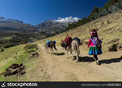 Indio donkey driver transporting equipment into the high mountains of the Andes in Peru during a climbing expedition