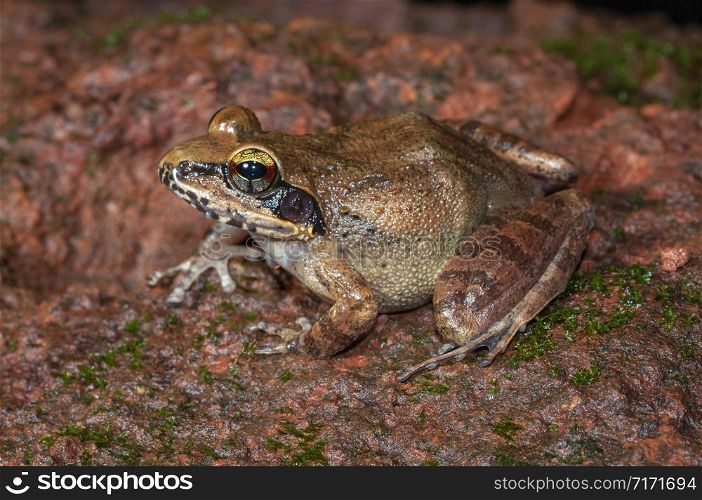 Indirana Species Frog, Amboli, India