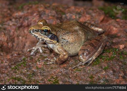 Indirana Species Frog, Amboli, India