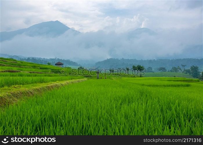 Indonesia. Rice fields and a small village on the island of Java. Fog after rain and a high mountain in the background. Rice Fields and Small Indonesian Village After Rain
