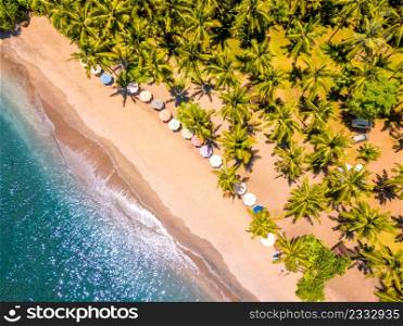 Indonesia. Sandy tropical beach and many palm trees. Emerald water and sun umbrellas. Aerial view vertically down. Tropical Beach and Many Palm Trees. Aerial View