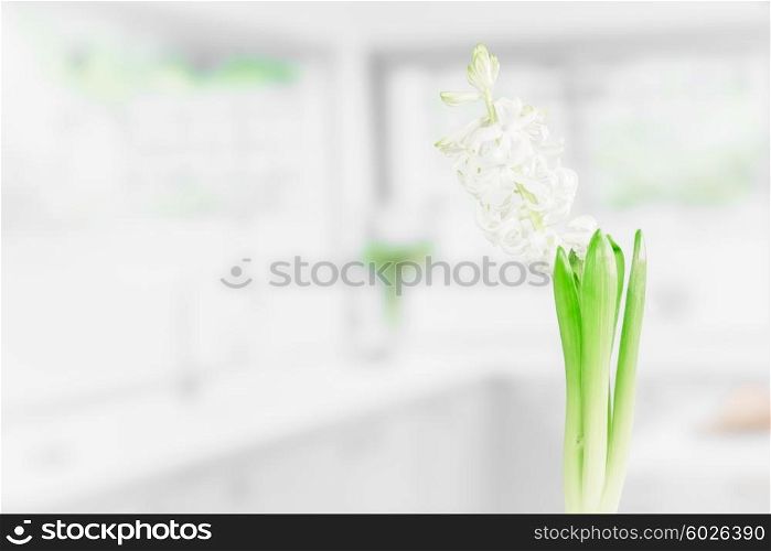 Indoor flower in a bright kitchen in the spring