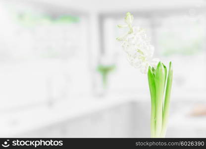 Indoor flower in a bright kitchen in the spring