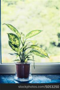 Indoor house dumb cane or Dieffenbachia green plant in pot on window sill, front view