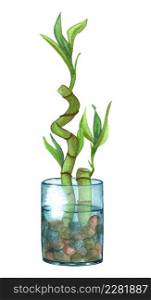 Indoor plant watercolor illustration. Bamboo tree in a glass jar with water and rocks.