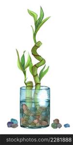 Indoor plant watercolor illustration. Bamboo tree in a glass jar with water and rocks.