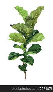 Indoor plant watercolor illustration. Home plant. Fiddle Leaf Fig