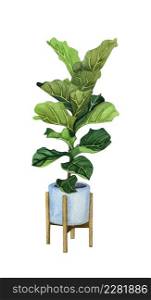 Indoor plant watercolor illustration. Home plant. Fiddle Leaf Fig in a pot.