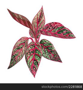 Indoor plant watercolor illustration. Home plants, Aglaonema Legacy with pink leaves