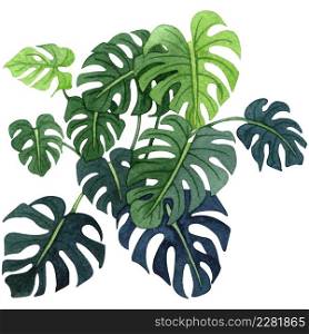 Indoor plant watercolor illustration. Home plants, monstera plant with big green leaves