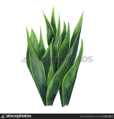 Indoor plant watercolor illustration. Home plants, Sansevieria or Snake Plant.