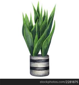 Indoor plant watercolor illustration. Home plants, Sansevieria or Snake Plant in a gray pot.