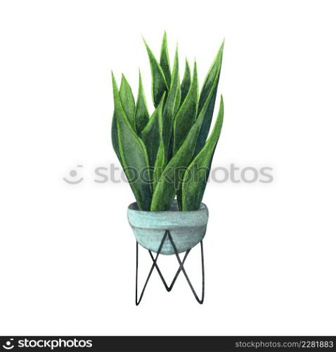 Indoor plant watercolor illustration. Home plants, Sansevieria or Snake Plant in a light blue pot.