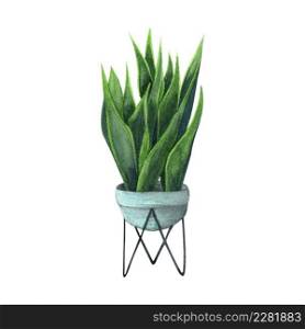 Indoor plant watercolor illustration. Home plants, Sansevieria or Snake Plant in a light blue pot.