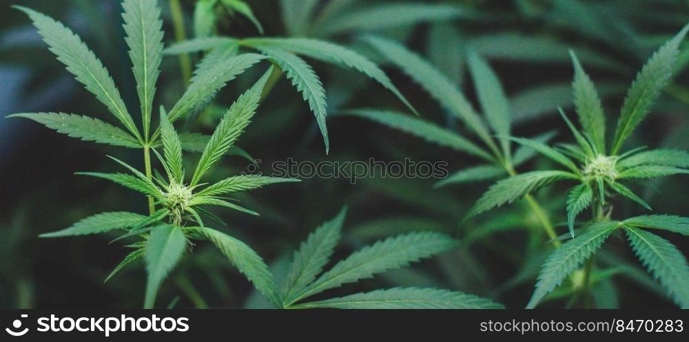 Indoor planting of marijuana of the amnesia haze type for medicinal and recreational use