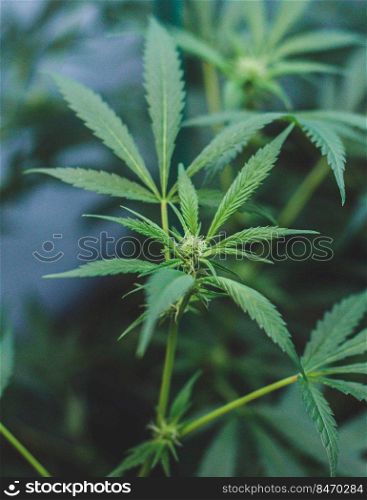 Indoor planting of marijuana of the amnesia haze type for medicinal and recreational use