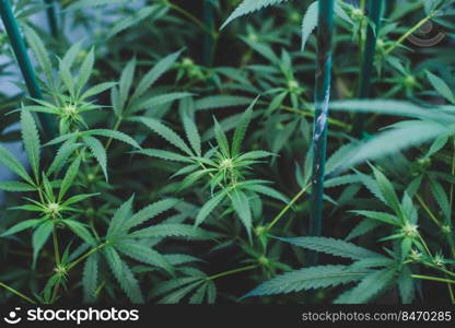 Indoor planting of marijuana of the amnesia haze type for medicinal and recreational use